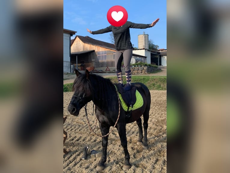 Murgese Mix Wallach 11 Jahre 150 cm Rappe in Steinberg-Hitzendorf