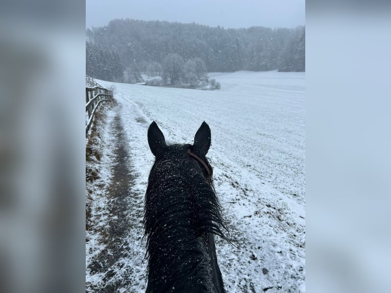 Murgese Mix Wallach 11 Jahre 150 cm Rappe in Steinberg-Hitzendorf