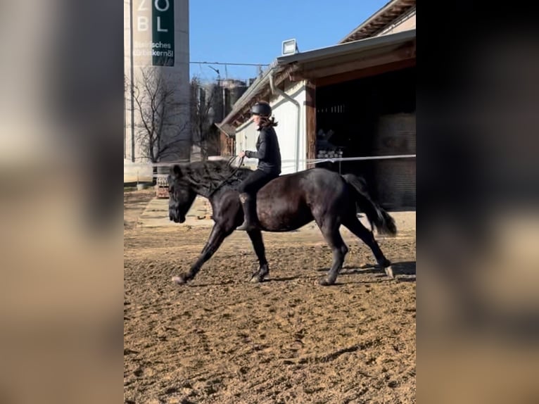Murgese Mix Wallach 11 Jahre 150 cm Rappe in Steinberg-Hitzendorf