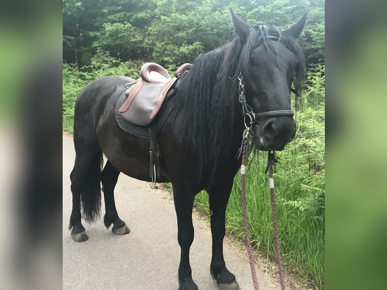 Murgese Wallach 11 Jahre 160 cm Rappe in Saarburg