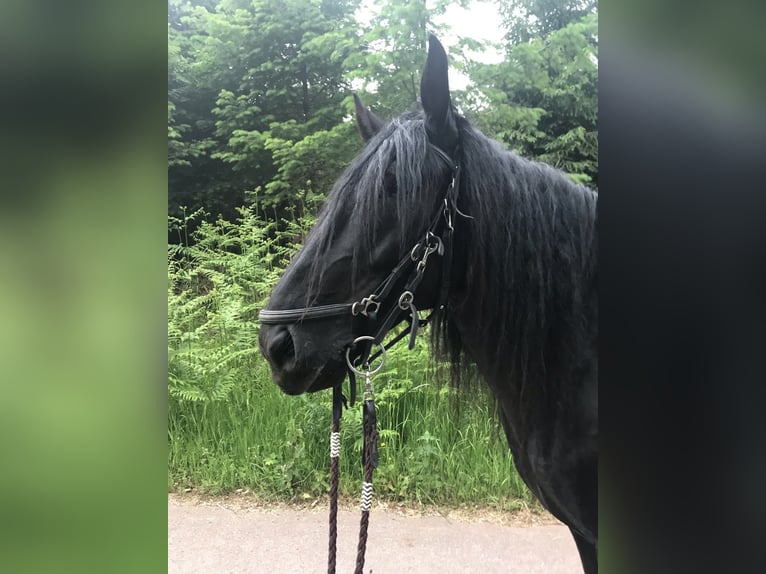 Murgese Wallach 11 Jahre 160 cm Rappe in Saarburg