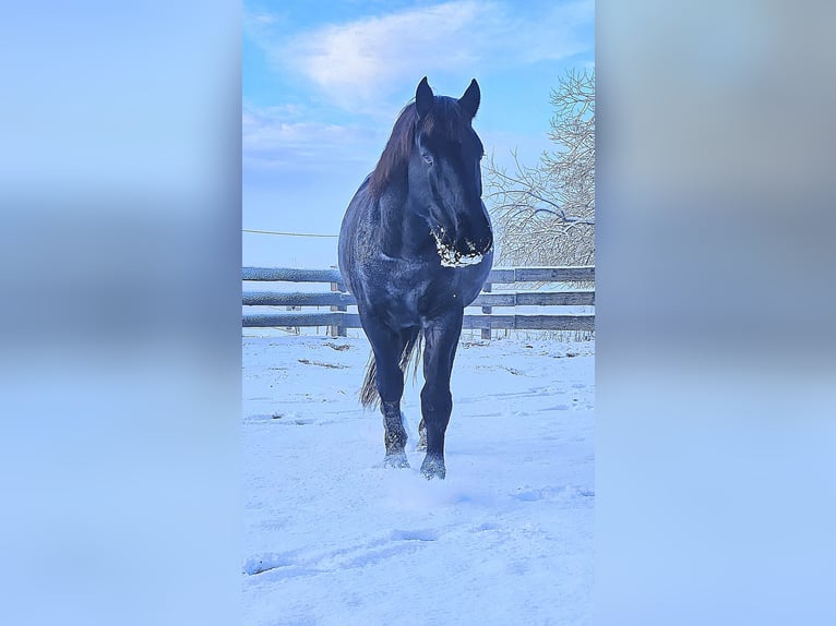 Murgese Wallach 12 Jahre 163 cm Roan-Blue in Kleinheubach