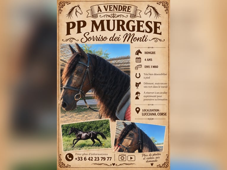 Murgese Wallach 14 Jahre 160 cm Rappe in Bastia