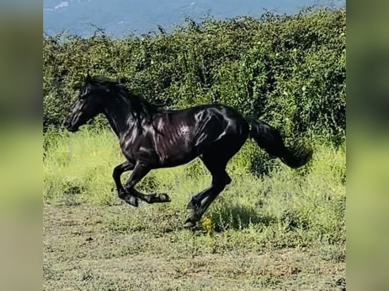 Murgese Wallach 14 Jahre 160 cm Rappe in Bastia