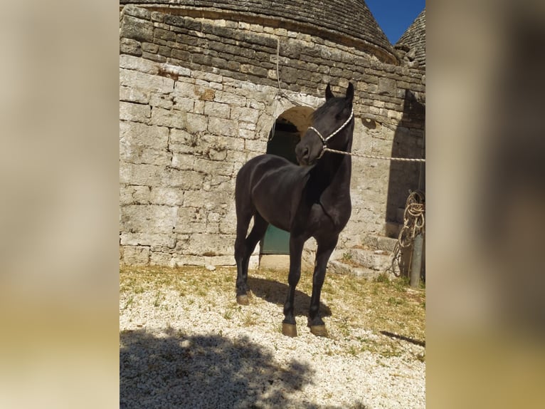 Murgese Wallach 3 Jahre 150 cm Rappe in Martina Franca