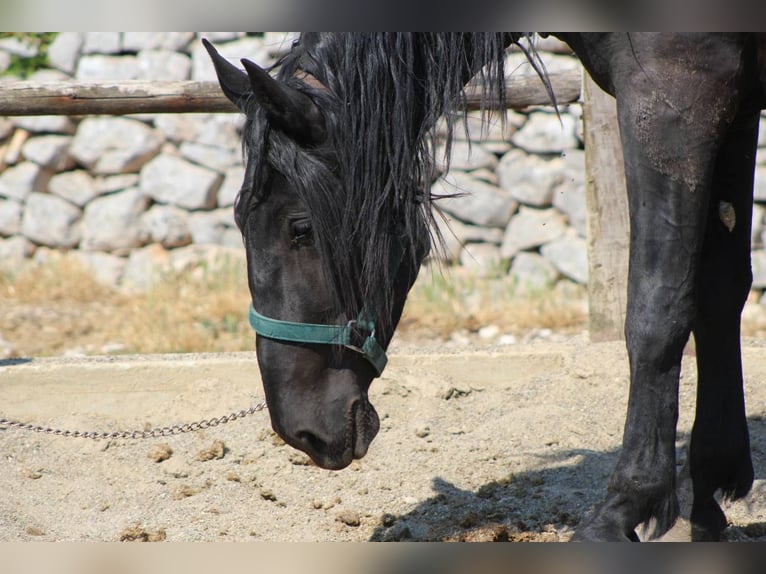 Murgese Wallach 3 Jahre 160 cm Rappe in Martina Franca