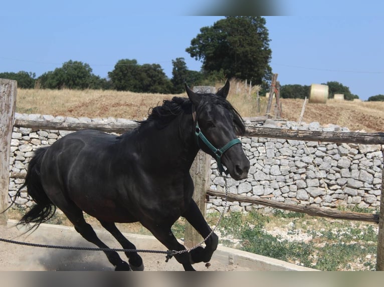 Murgese Wallach 3 Jahre 160 cm Rappe in Martina Franca