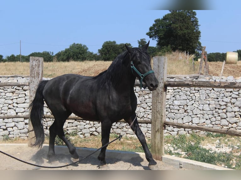 Murgese Wallach 3 Jahre 160 cm Rappe in Martina Franca
