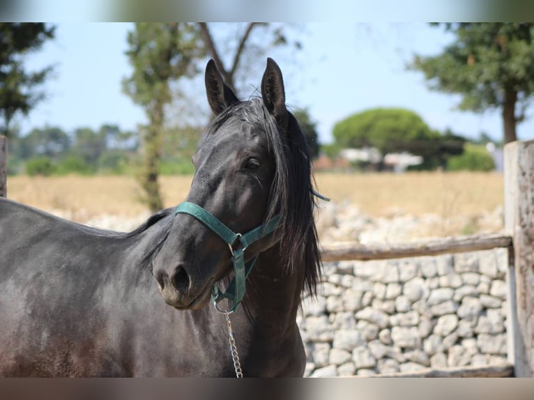 Murgese Wallach 3 Jahre 160 cm Rappe in Martina Franca