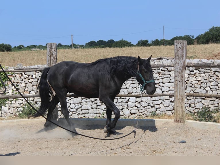 Murgese Wallach 3 Jahre 160 cm Rappe in Martina Franca