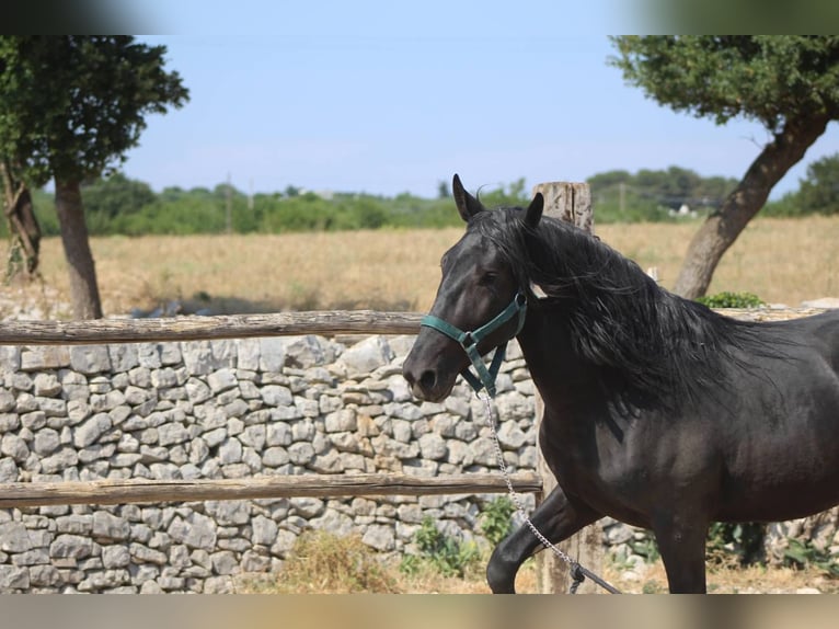 Murgese Wallach 3 Jahre 160 cm Rappe in Martina Franca