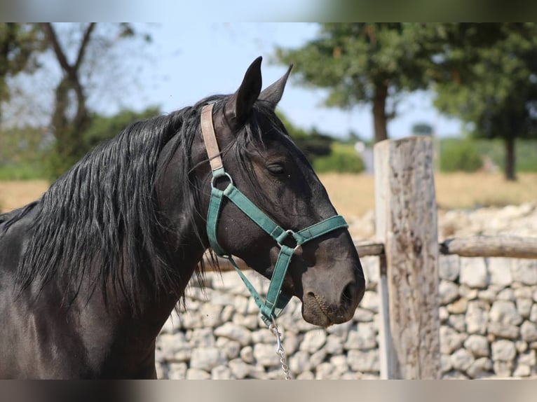 Murgese Wallach 3 Jahre 160 cm Rappe in Martina Franca