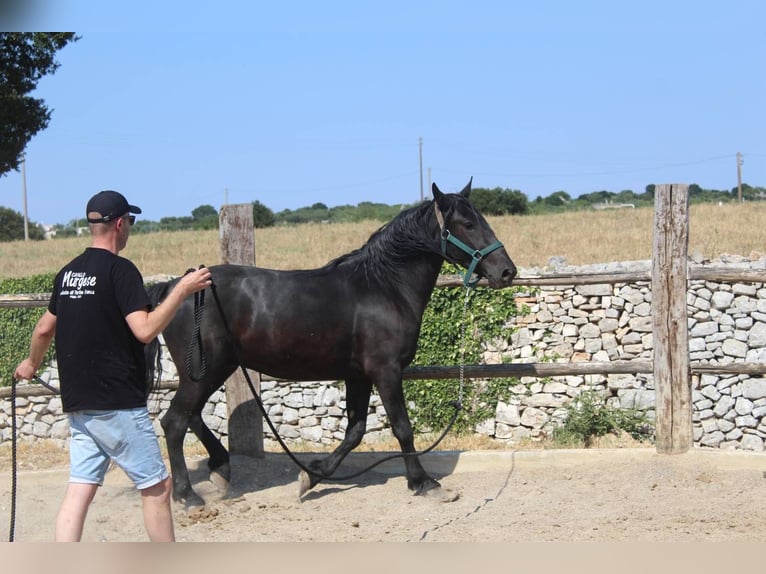 Murgese Wallach 3 Jahre 160 cm Rappe in Martina Franca