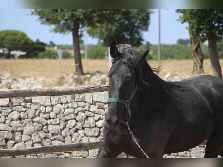 Murgese Wallach 3 Jahre 160 cm Rappe in Martina Franca