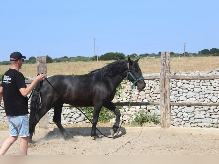 Murgese Wallach 3 Jahre 160 cm Rappe in Martina Franca