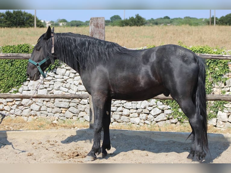 Murgese Wallach 3 Jahre 160 cm Rappe in Martina Franca
