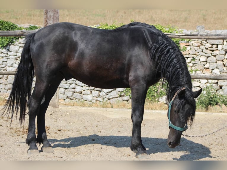 Murgese Wallach 3 Jahre 160 cm Rappe in Martina Franca