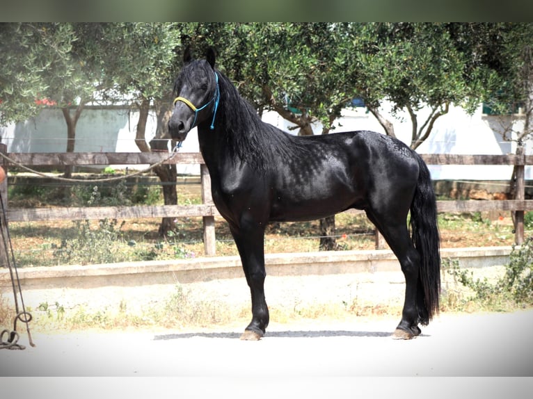 Murgese Wallach 3 Jahre 161 cm Rappe in Martina Franca