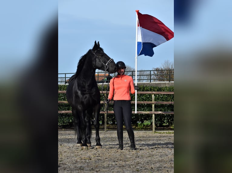 Murgese Wallach 3 Jahre 163 cm Rappe in Montfoort