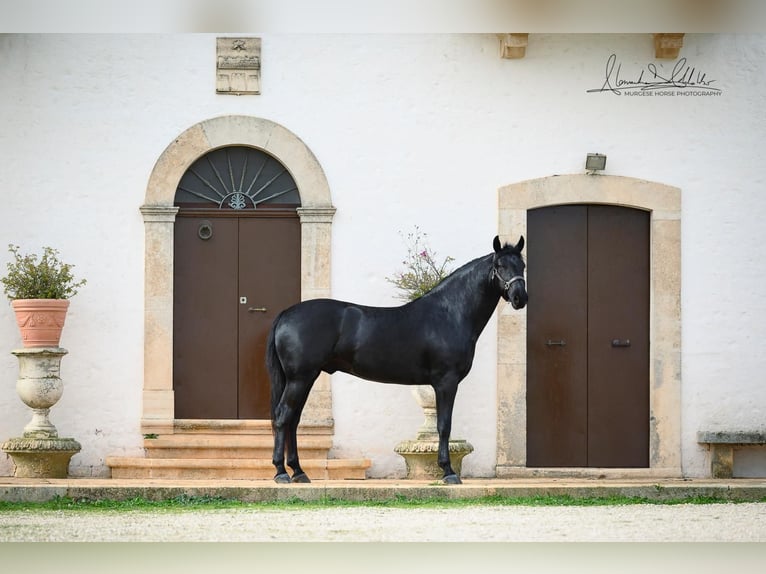 Murgese Wallach 3 Jahre 164 cm Rappe in Martina Franca