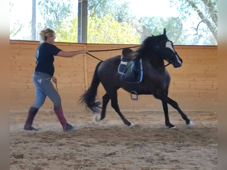 Murgese Mix Wallach 4 Jahre 148 cm Rappe in San Michele