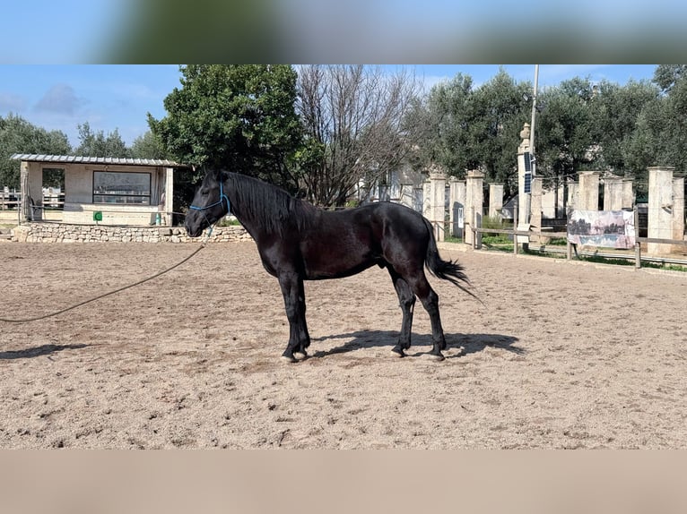 Murgese Wallach 4 Jahre 160 cm Rappe in Martina Franca