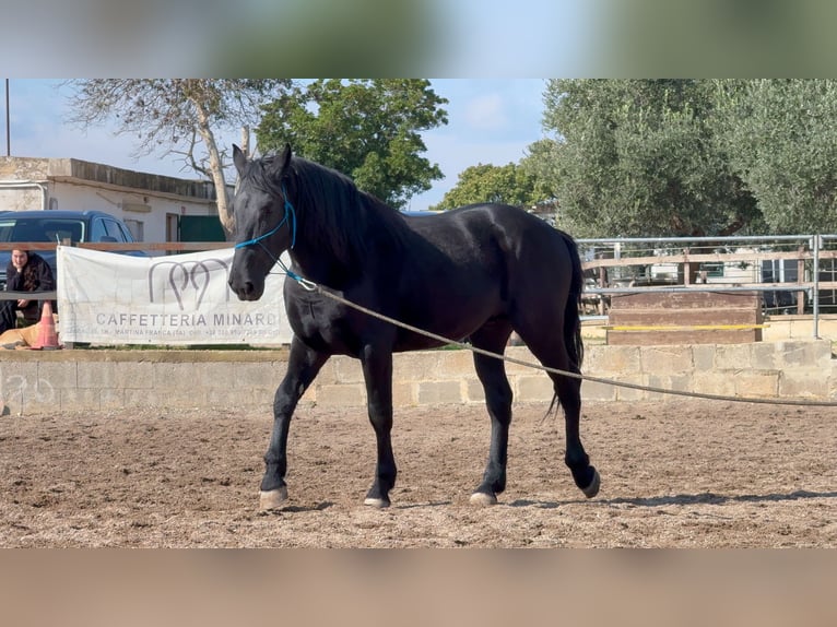 Murgese Wallach 4 Jahre 160 cm Rappe in Martina Franca