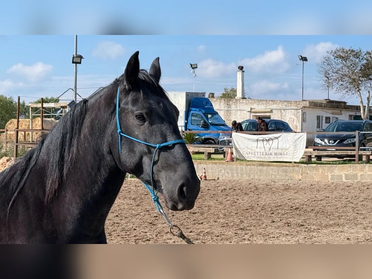 Murgese Wallach 4 Jahre 160 cm Rappe in Martina Franca