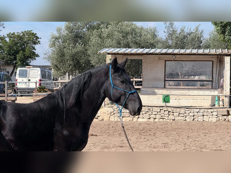 Murgese Wallach 4 Jahre 160 cm Rappe in Martina Franca