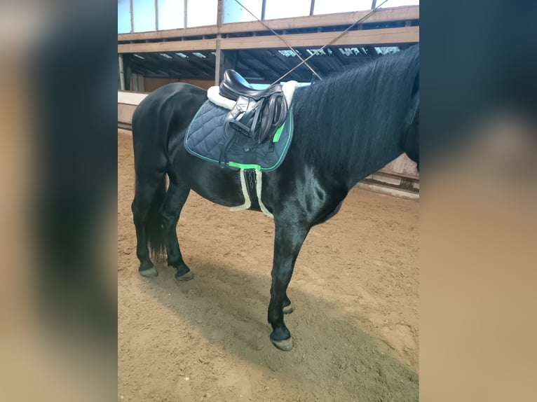 Murgese Wallach 4 Jahre 162 cm Rappe in Alzenau in Unterfranken