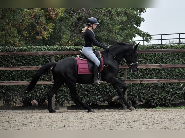 Murgese Wallach 4 Jahre 162 cm Rappe in Montfoort Murgese Wallach 4 Jahre 162 cm Rappe in Montfoort