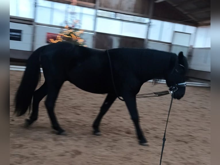 Murgese Wallach 4 Jahre 162 cm Rappe in Alzenau in Unterfranken