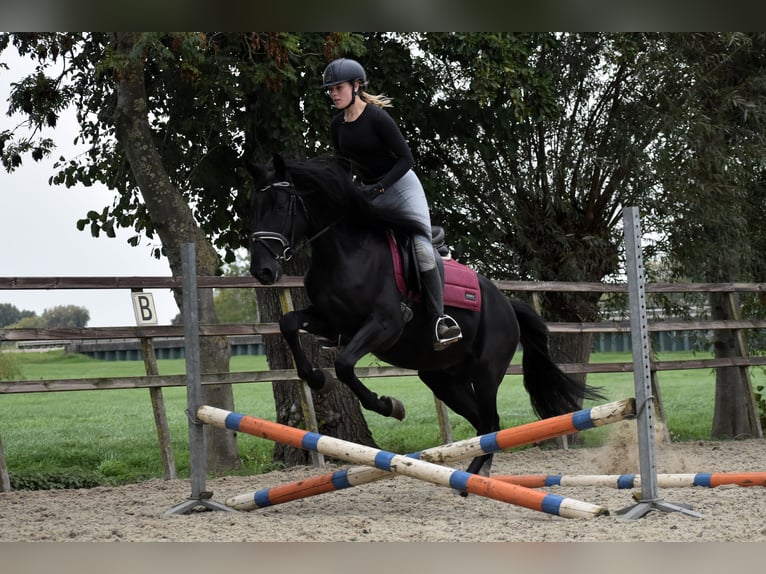 Murgese Wallach 4 Jahre 162 cm Rappe in Montfoort