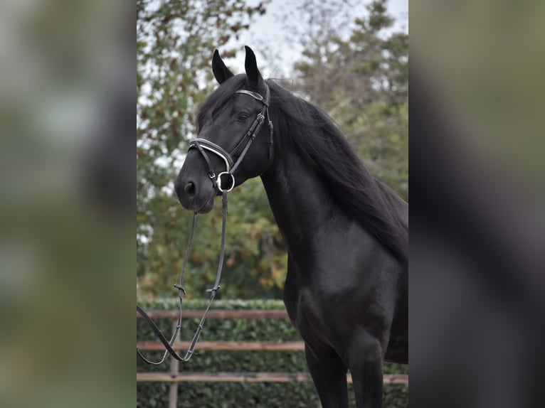 Murgese Wallach 4 Jahre 162 cm Rappe in Montfoort