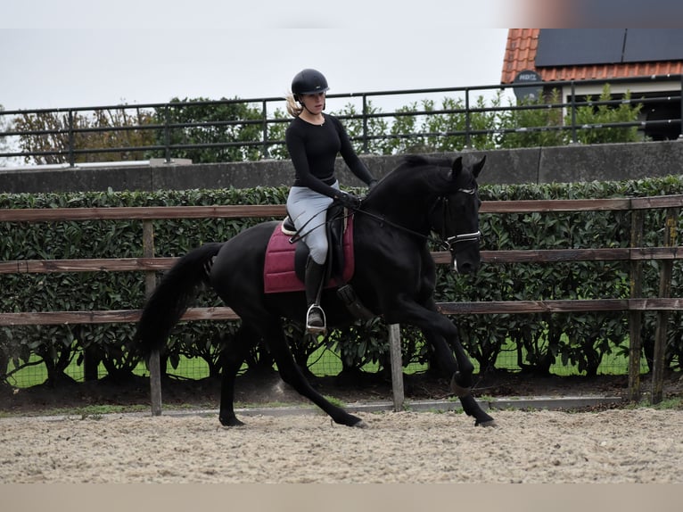 Murgese Wallach 4 Jahre 162 cm Rappe in Montfoort