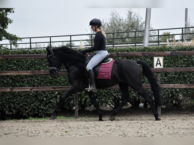 Murgese Wallach 4 Jahre 162 cm Rappe in Montfoort