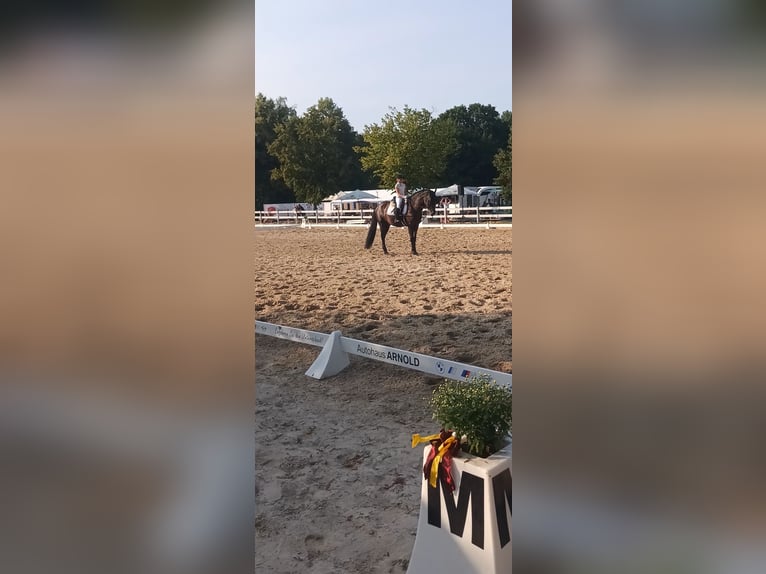 Murgese Wallach 4 Jahre 162 cm Rappe in Alzenau in Unterfranken