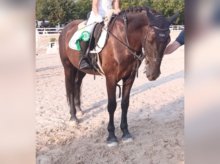 Murgese Wallach 4 Jahre 162 cm Rappe in Alzenau in Unterfranken