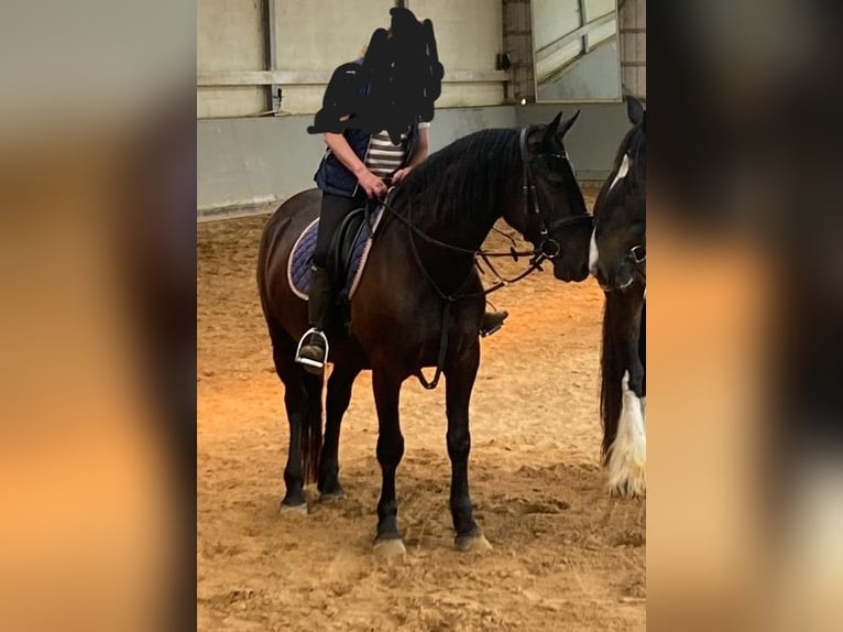 Murgese Wallach 4 Jahre 163 cm Rappe in Lindlar