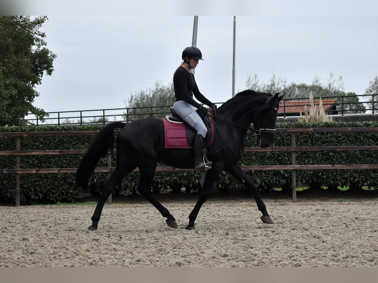 Murgese Wallach 5 Jahre 162 cm Rappe in Montfoort