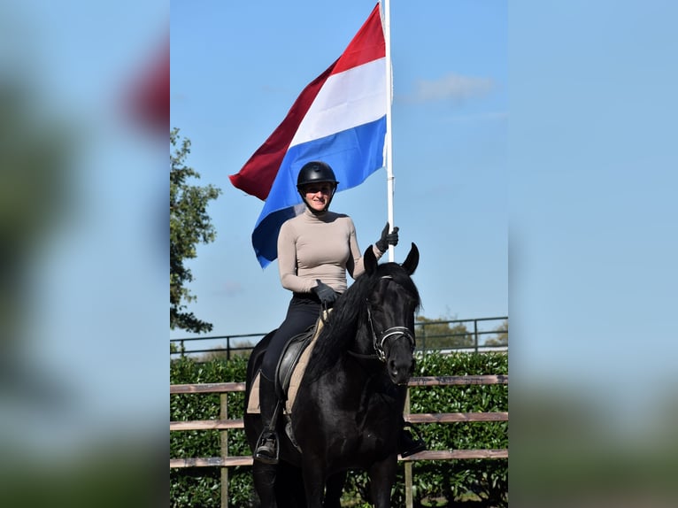 Murgese Wallach 5 Jahre 162 cm Rappe in Montfoort