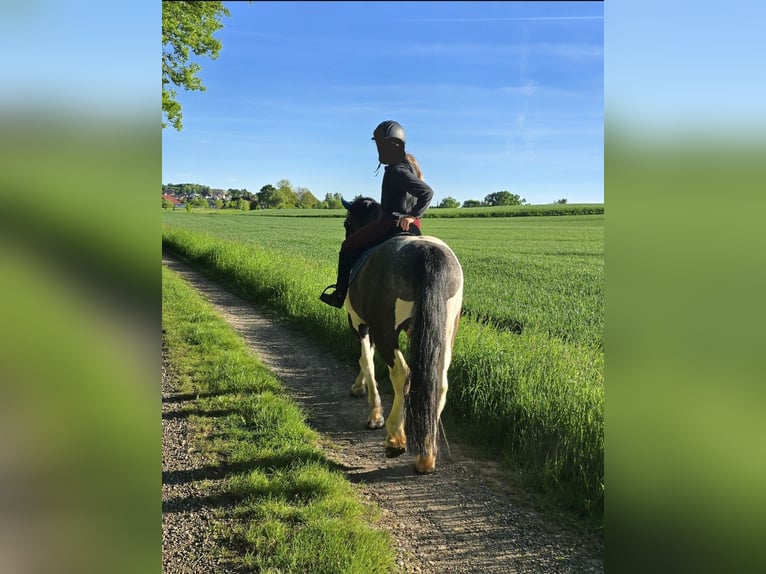 Murgese Mix Wallach 6 Jahre 152 cm Schecke in Waake