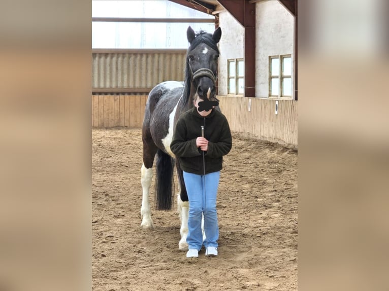 Murgese Mix Wallach 6 Jahre 152 cm Schecke in Waake