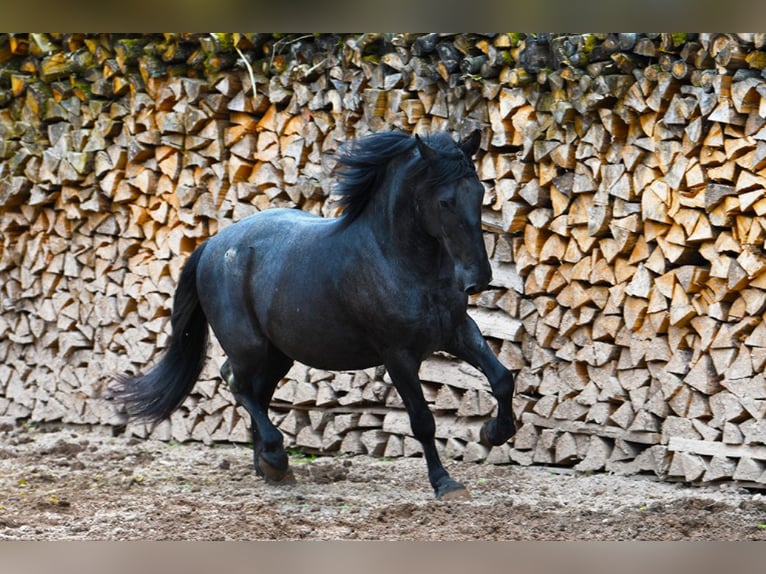 Murgese Wallach 6 Jahre 157 cm Roan-Blue in Martina Franca