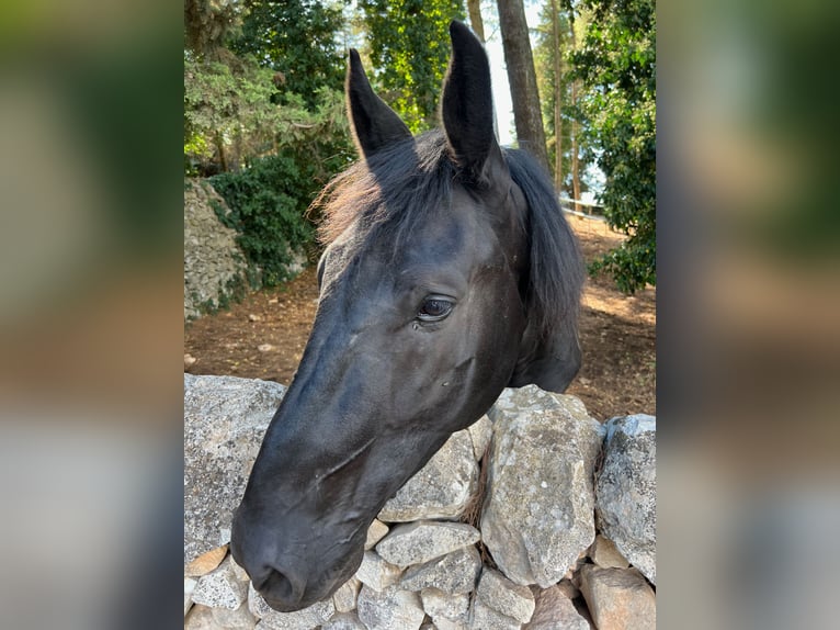 Murgese Wallach 6 Jahre 163 cm Rappe in Martina Franca