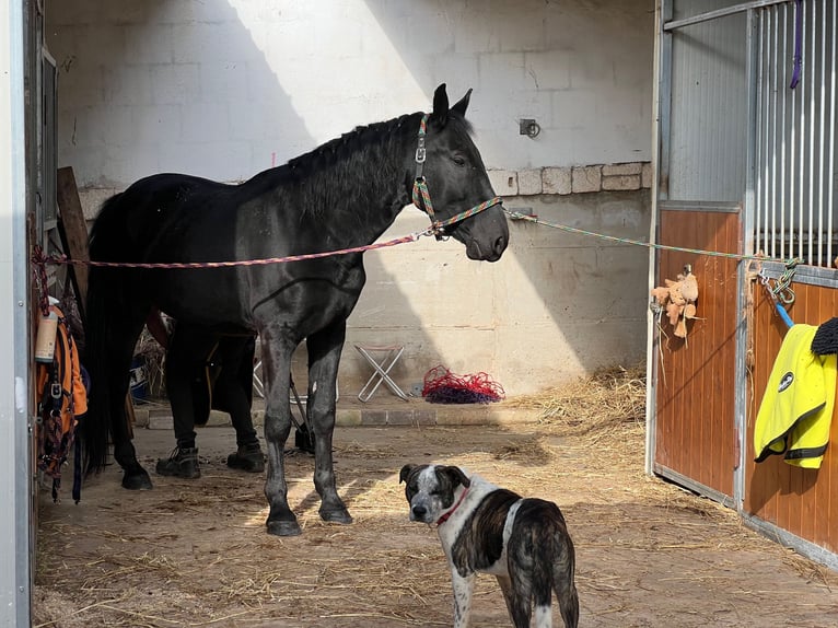 Murgese Wallach 6 Jahre 163 cm Rappe in Martina Franca