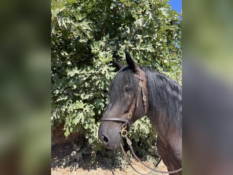 Murgese Wallach 6 Jahre 164 cm Rappe in Martina Franca