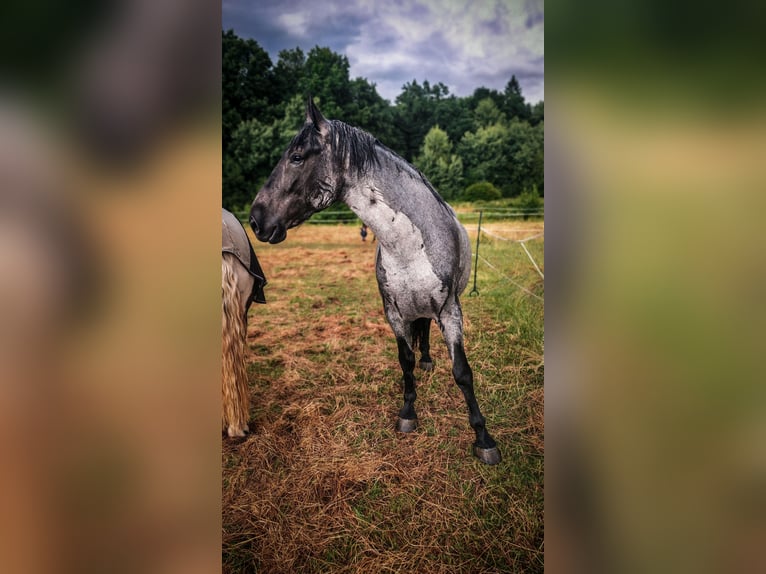 Murgese Wallach 6 Jahre 170 cm in Idstein