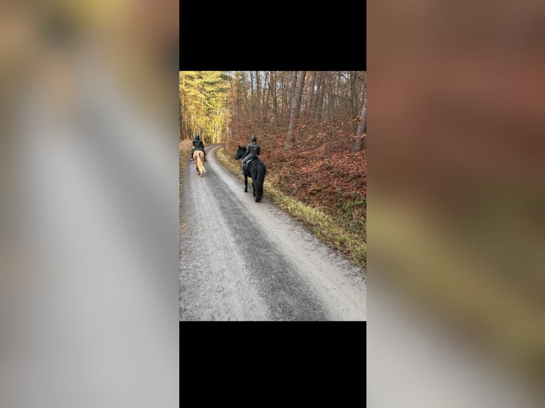 Murgese Wallach 7 Jahre 160 cm Rappe in Kleinwallstadt