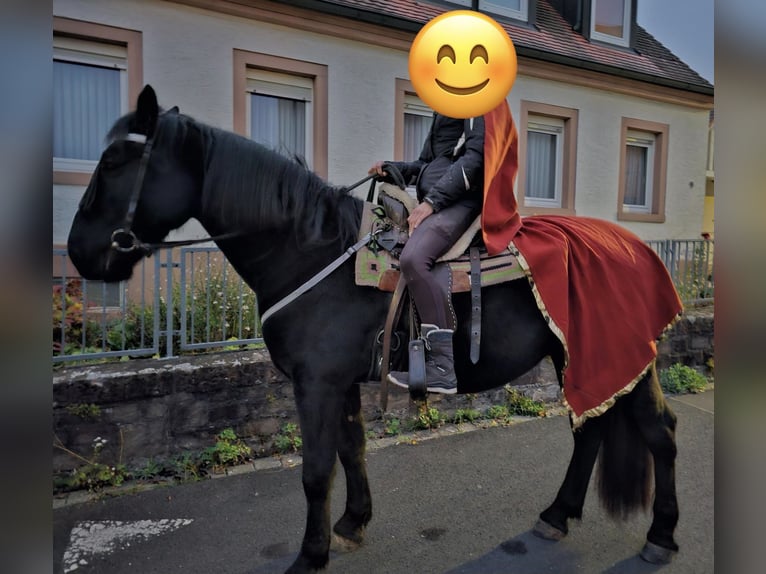 Murgese Wallach 7 Jahre 162 cm Rappe in Blankenbach